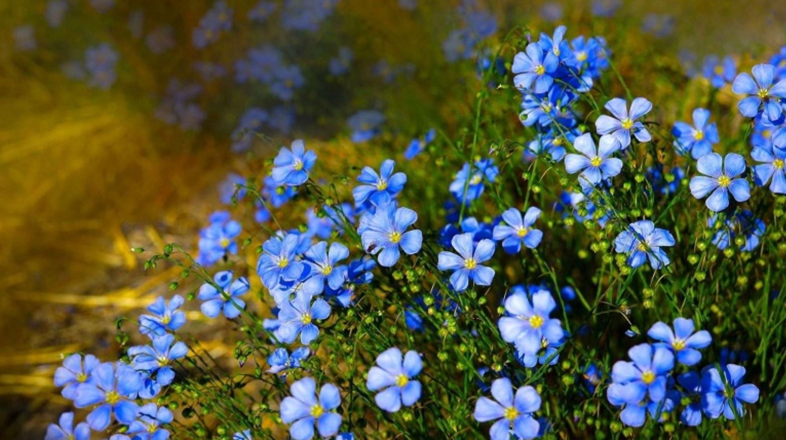 Hoa Lưu Ly hợp mệnh gì